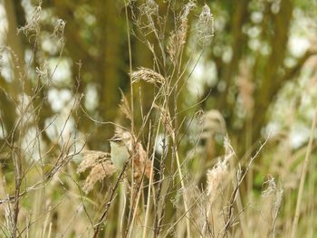 Close-up of crops on field