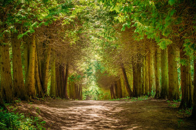 Footpath amidst trees in forest