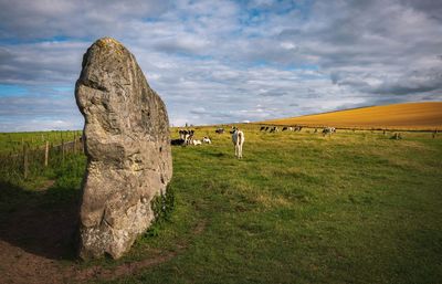 Cows grazing near prehistoric standing stones at avebury in wiltshire england united kingdom