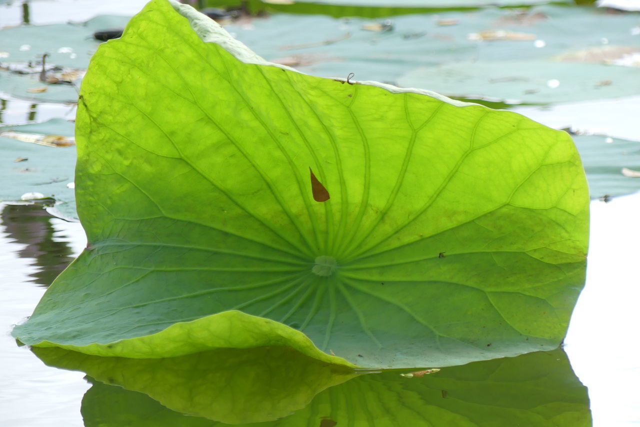 CLOSE-UP OF LOTUS WATER LILY LEAVES FLOATING ON PLANT