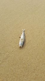 High angle view of lizard on sand at beach