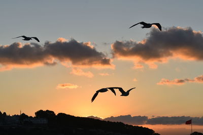 Silhouette of birds flying in sky