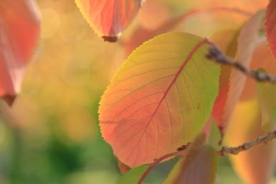 Close-up of autumnal leaves against blurred background