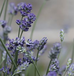 Close-up of purple flowering plant