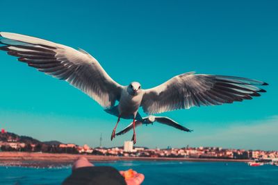 Bird flying over water against clear sky