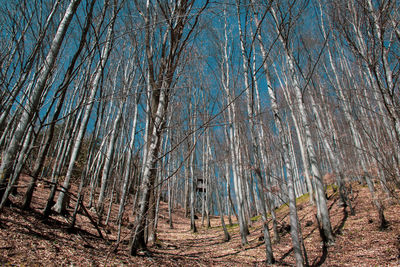 Panoramic shot of bare trees in forest