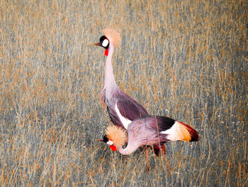 View of birds flying over lake