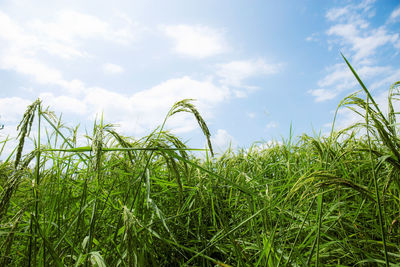 Crops growing on field against sky