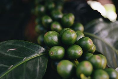 Close-up of fruits on tree