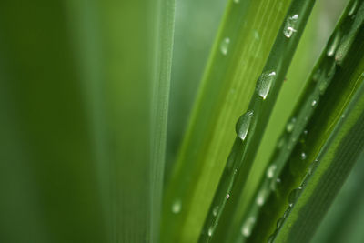 Close-up of raindrops on grass