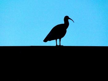 Close-up of bird against blue sky