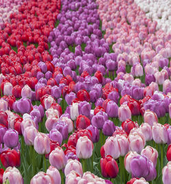 Close-up of pink tulips