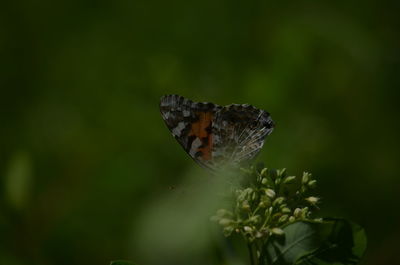 Close-up of butterfly pollinating on flower