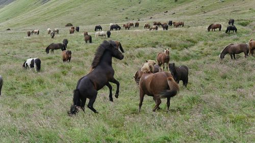 Large group of iceland horses on field