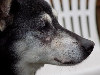 Close-up of dog looking away