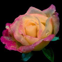 Close-up of rose over black background