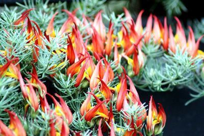 Close-up of flowering plants