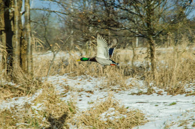 Bird flying over a forest