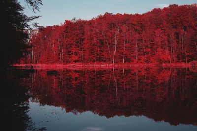 Reflection of trees on lake during autumn