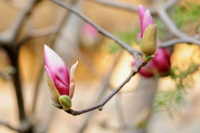 Close-up of pink flower buds