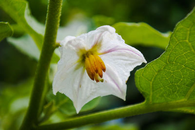 Close-up of white flowering plant