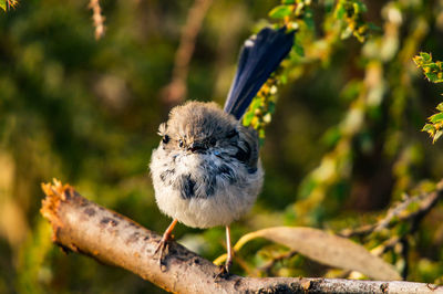 Close-up of bird perching on branch