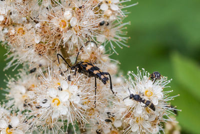 Close-up of bee on flowers