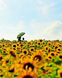 Scenic view of sunflower against sky
