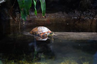 View of a turtle in the lake