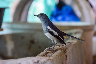 Close-up of bird perching on wood