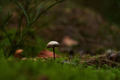 Close-up of mushroom growing on field