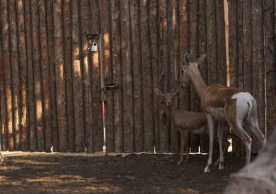 Deer with fawn by wooden wall at zoo