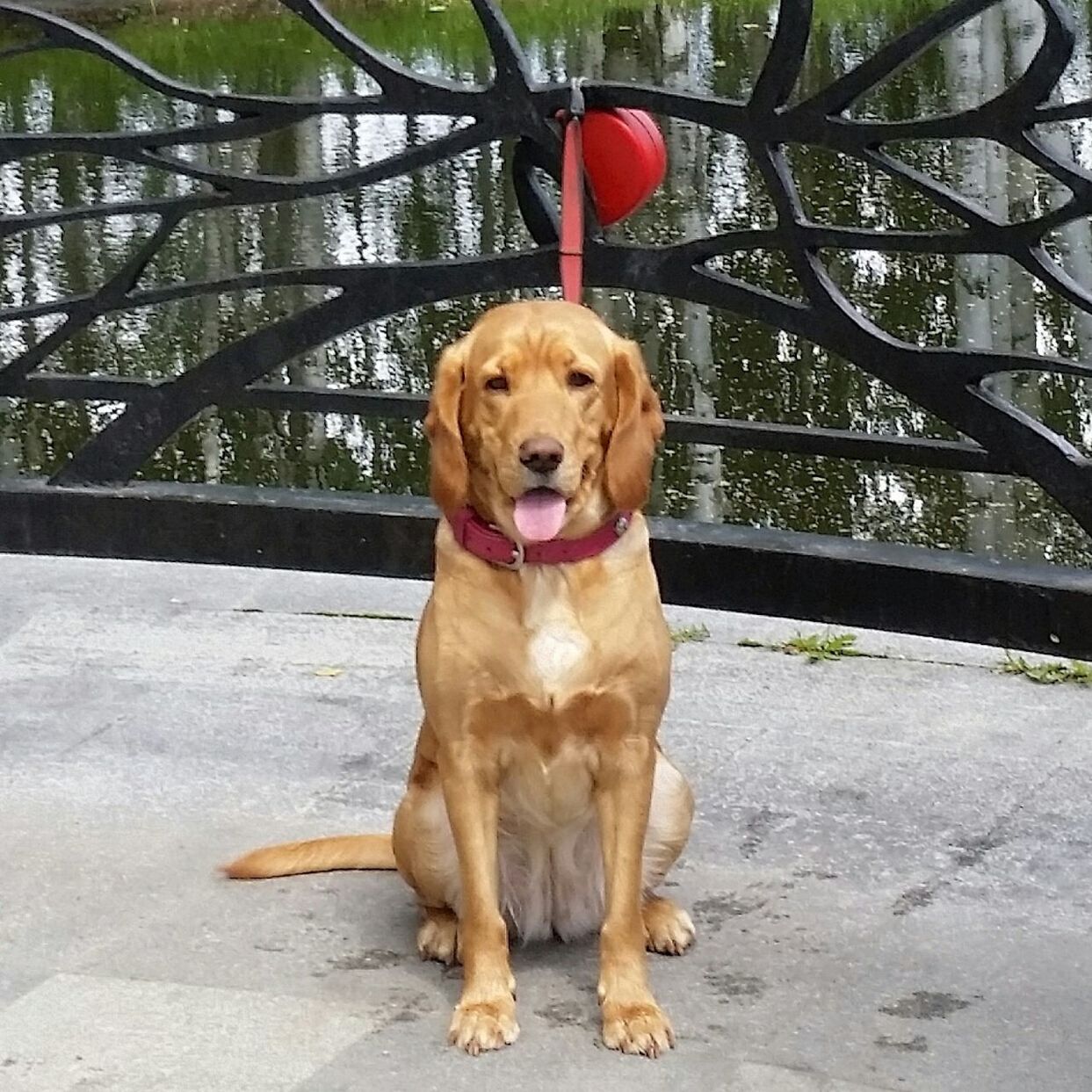 dog, pets, domestic animals, animal themes, mammal, one animal, looking at camera, portrait, sitting, pet collar, sticking out tongue, full length, pet leash, brown, tree, no people, outdoors, front view, zoology, canine