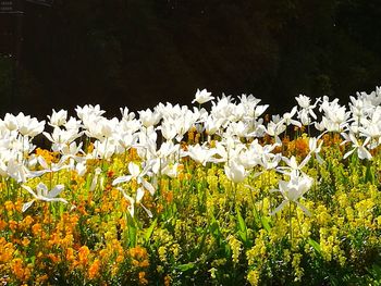 White flowering plants on field