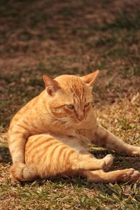 Close-up of ginger cat sitting on grass