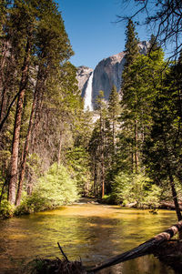 Trees in forest against clear sky