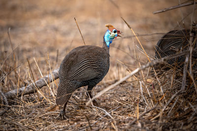 Helmeted guineafowl