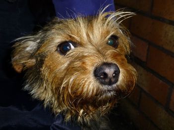 Close-up portrait of dog