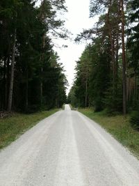 Scenic view of trees in forest