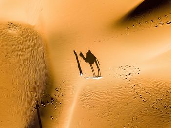 View of a bird on sand