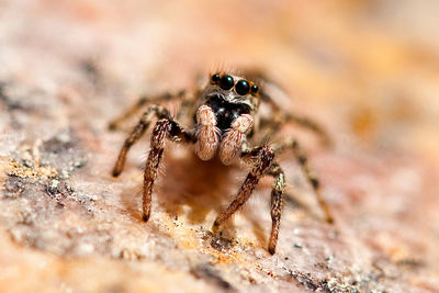 Close-up of spider