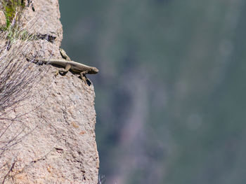 Close-up of lizard on rock