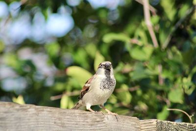 Close-up of bird perching on wood