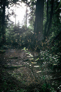 Trees in forest