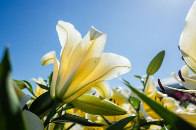 Close-up of white flowering plants against clear sky