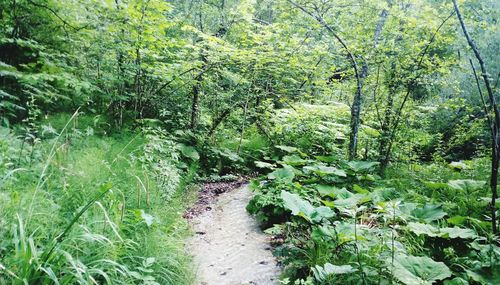 Trail amidst trees in forest