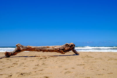 Driftwood on sand at beach against clear blue sky
