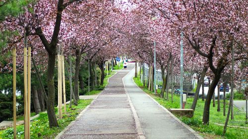 Road amidst trees