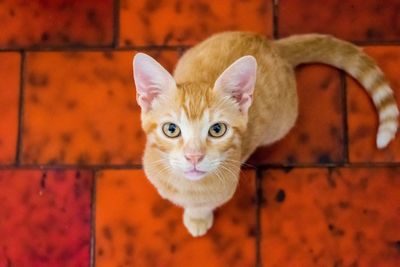 Close-up portrait of cat on carpet