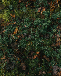 High angle view of moss growing on tree in forest